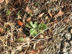 Trifolium cherleri