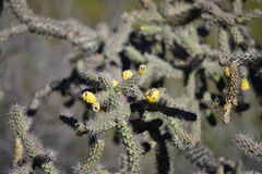Cylindropuntia thurberi