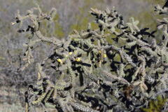 Cylindropuntia thurberi