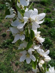 Apis mellifera