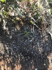 Chlorogalum pomeridianum