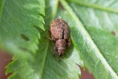 Strophosoma melanogrammum