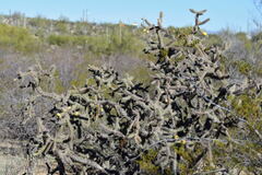 Cylindropuntia thurberi