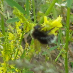 Bombus occidentalis