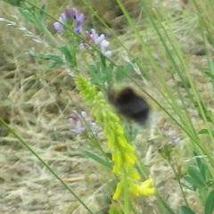 Bombus occidentalis
