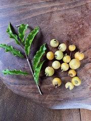 Campomanesia xanthocarpa