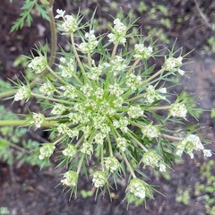 Ammi majus
