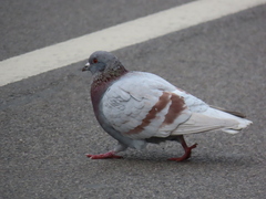 Columba livia domestica