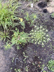 Ammi majus