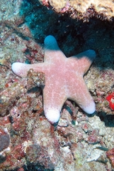 Choriaster granulatus