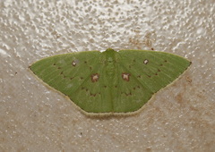 Comostola leucomerata