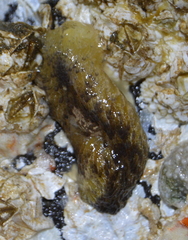 Aeolidia