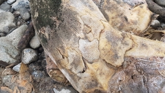 Acipenser transmontanus