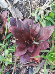 Magnoliopsida