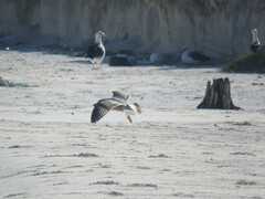 Larus schistisagus