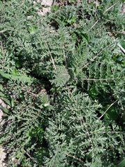 Magnoliopsida