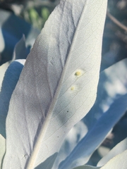 Rhopalomyia audibertiae