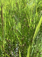 Eleocharis bolanderi