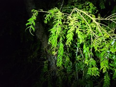 Metrosideros colensoi