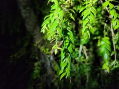 Metrosideros colensoi