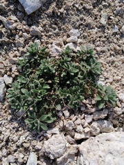 Magnoliopsida
