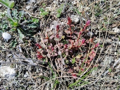Magnoliopsida