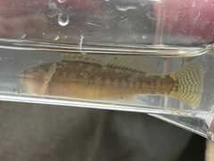 Etheostoma flabellare
