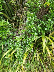 Passiflora tetrandra