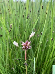 Eleocharis bolanderi