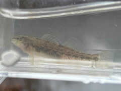 Etheostoma
