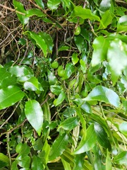 Passiflora tetrandra