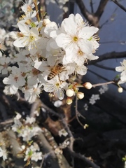 Apis mellifera