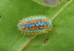 Dalceridae