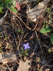 Houstonia pusilla