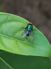 Diptera
