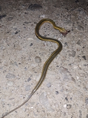 Helicops carinicaudus