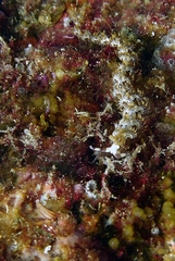 Pteraeolidia semperi