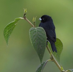 Sporophila luctuosa