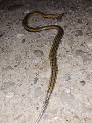 Helicops carinicaudus