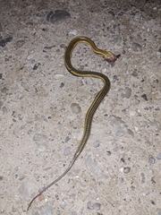 Helicops carinicaudus