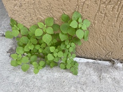 Parietaria floridana