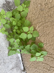 Parietaria floridana