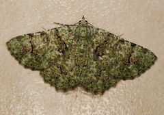 Aeolochroma hypochromaria