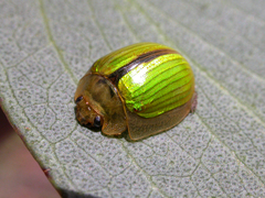 Paropsisterna hectica