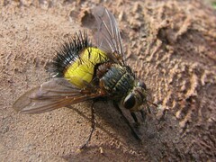 Xanthoepalpus bicolor