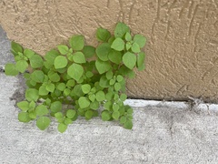 Parietaria floridana