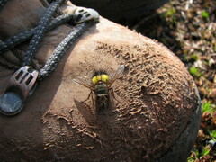 Xanthoepalpus bicolor