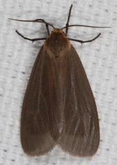 Pagara simplex