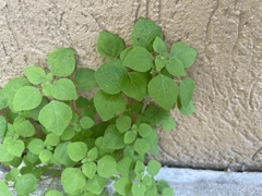 Parietaria floridana