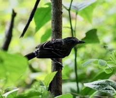 Thamnophilus atrinucha